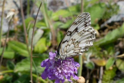 Melanargia russiae